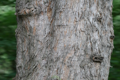 Casuarina equisetifolia